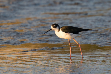 American Avocet, seen in a North California marsh