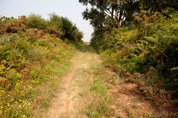 Nice trail in the middle of nature