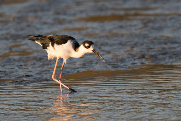 American Avocet, seen in a North California marsh