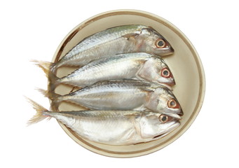 Short-bodied mackerel, Indo-Pacific mackerel (Rastrelliger brachysoma) on dish isolate on white background