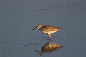 willet, seen in a North California marsh at sunset