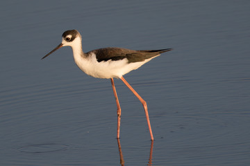 American Avocet, seen in a North California marsh