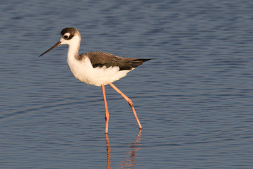 American Avocet, seen in a North California marsh