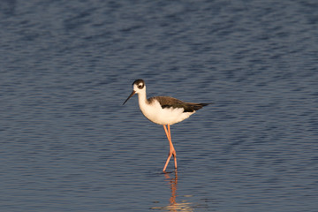 American Avocet, seen in a North California marsh