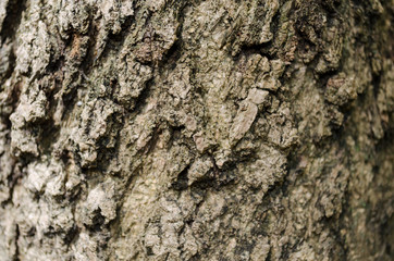 Tropical tree bark texture
