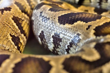 Obraz premium boa snake was curled up
