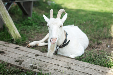 Obraz premium domestic goat lying on grass