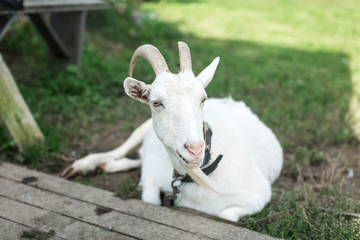 Fototapeta premium domestic goat lying on grass