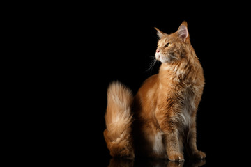 Ginger Maine Coon Cat Sitting in Dark Looking with interest at Side and Raising up Tail Isolated on Black Background, Front view
