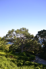 Воронцовский парк в Алупке летом