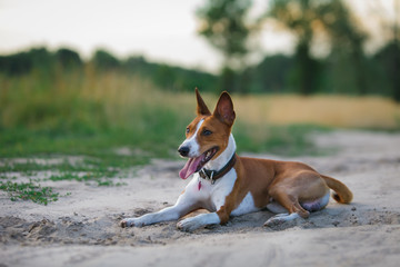 Basenji dog walking in the park