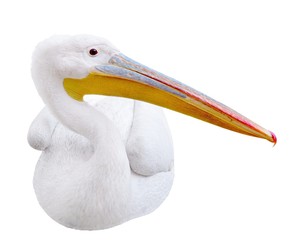 Pelican sitting sideways looks in the picture. Isolated over white background