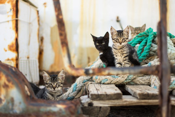 Cute Cats on Old Wooden Pallet and Worn Navy Ropes. Little Cats on Abandoned Old Rusty Ship. - 119408153