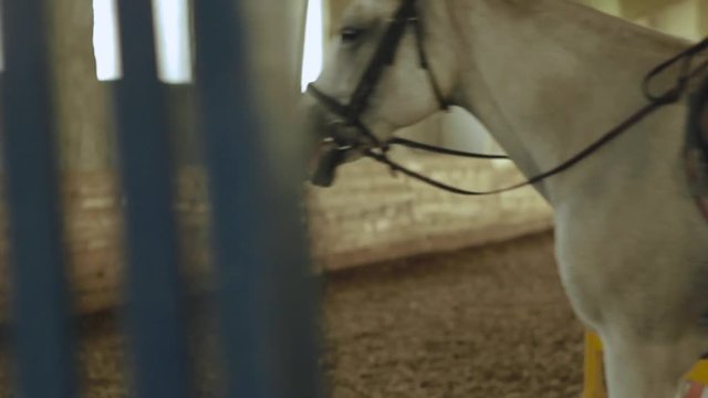 The girl rides a horse at the indoor arena close-up