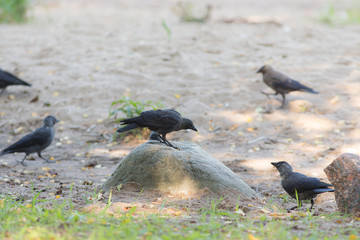 flock of jackdaws