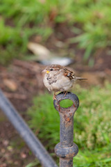 Portrait of a sparrow
