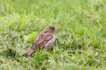 portrait of sparrow in grass