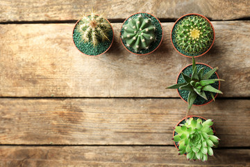 Cacti and succulents in pots on wooden background, top view