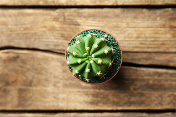Small cactus in pot on wooden background, top view