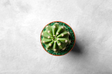 Small cactus in pot on grey background, top view