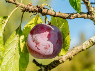Plum fruits on the branch