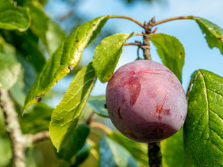 Plum fruits on the branch