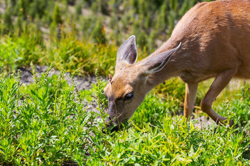 Deer