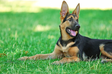 German shepherd dog on green grass