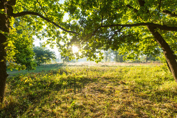 Sunny meadow