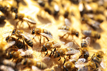 Honeybees working near hive