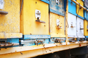 Mobile apiary with honeybees