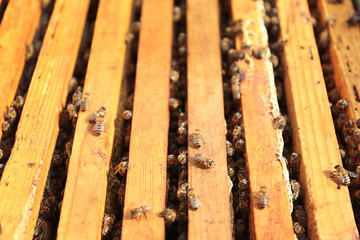 Honeycombs and bees in beehive