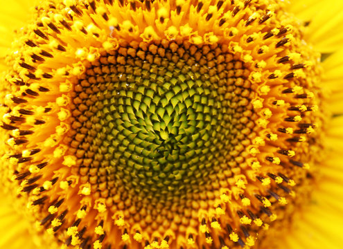 Sunflower close up