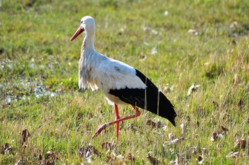 Storch auf Futtersuche