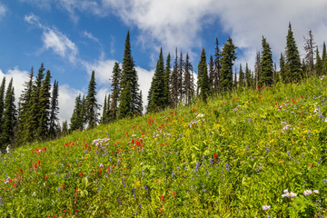Fototapeta premium Beautiful view of the Alpine meados at Sun Peaks