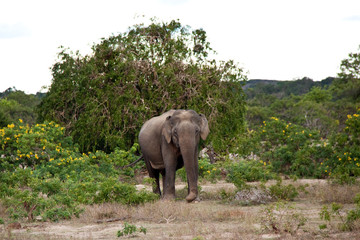 Elefant in Sri Lanka