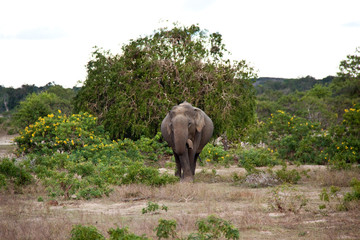 Fototapeta na wymiar Elefant in Sri Lanka