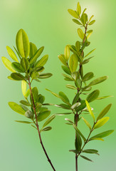 ravensare aromatique, plante médicinale malgache