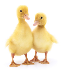 Fototapeta premium Two yellow ducklings.