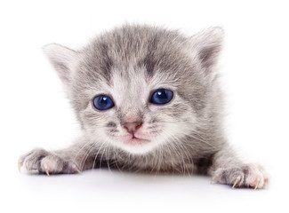 Small gray kitten.