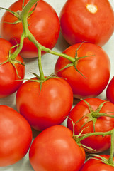 Photo of vibrant ripe red tomatoes on branches