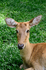 Naklejka na ściany i meble Burmese brow-antlered deer or Rucervus eldii thamin.