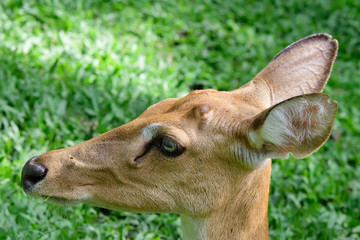 Burmese brow-antlered deer or Rucervus eldii thamin.