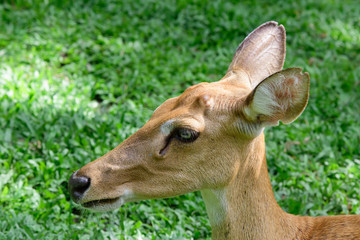 Burmese brow-antlered deer or Rucervus eldii thamin.