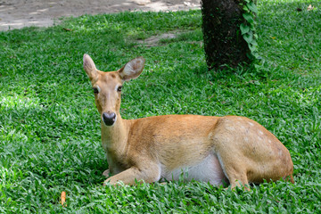 Burmese brow-antlered deer or Rucervus eldii thamin.