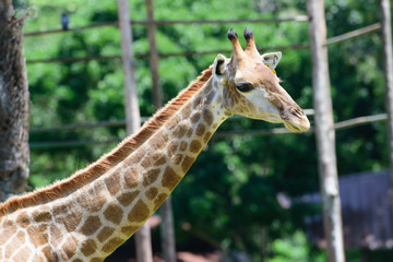 Close up giraffe on green tree background