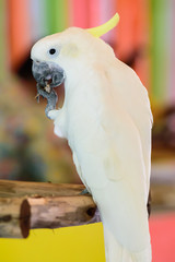 Cockatoo yellow head in the zoo