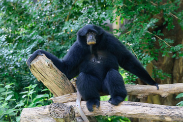 Siamang, black furred gibbon