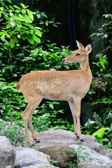 Naklejka na ściany i meble Burmese brow-antlered deer or Rucervus eldii thamin.
