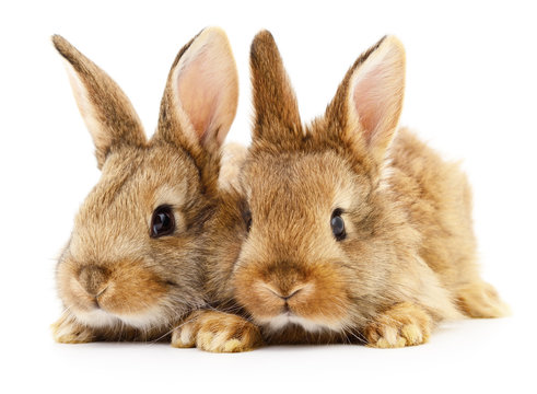 Two brown rabbits.